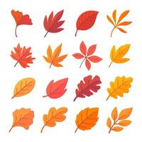 Autumn leaf collection Orange maple leaves in autumn simple design vector