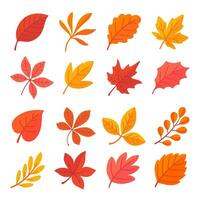 Autumn leaf collection Orange maple leaves in autumn simple design vector