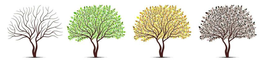 Tree four seasons. Winter, Spring, Summer, Autumn. Detailed leaves vector. vector