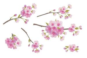 Sakura branches isolated on a white background. Realistic graphics of pink cherry blossoms. Vector illustration for greeting banners and invitations for Valentine's Day. Mother's Day greeting card.