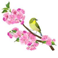 Realistic illustration of Japanese Nightingale and Sakura branch isolated on white background. Vector graphic of birds and pink flower.