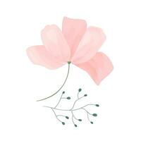 Illustration of pink Cosmos flower. Gentle flower  with branch isolated on white background. vector