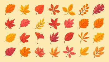 Autumn leaf collection Orange maple leaves in autumn simple design vector