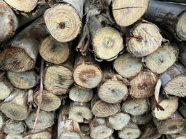 pile of wood logs for winter or winter photo