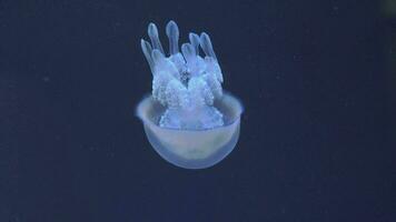 Underwater view of barrel jellyfish video