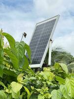 solar energy panels on green plant photo