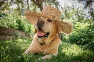 beautiful Labrador in hat lies on the grass photo