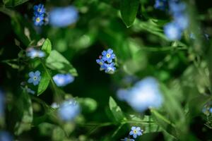 beautiful blue forget-me-not flowers. nature, summer, natural background photo