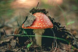 Beautiful fly agaric in the forest photo