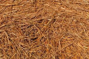 natural background, texture. mowed hay photo