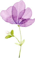 aquarela de flor roxa png