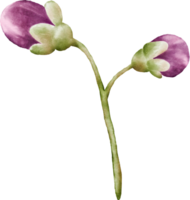 acquerello fiore mini cuffie di ciliegia fiori elemento png