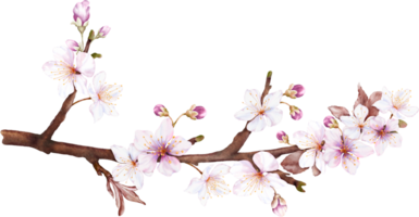 Watercolor magenta cherry blossoms bloom on the branches png