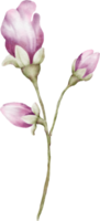 acquerello fiore mini cuffie di ciliegia fiori elemento png