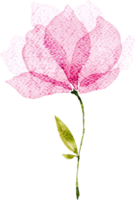 aquarela de flor rosa png