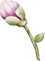 waterverf bloem bloemknoppen van kers bloesems element png