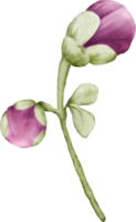 Watercolor flower buds of cherry blossoms element png