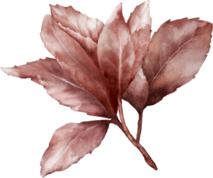 Watercolor magenta leaves of cherry blossoms element png