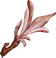 aquarelle magenta feuilles de Cerise fleurs élément png