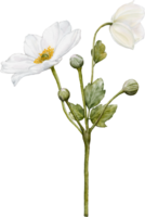 Watercolor of white anemones flower blooming png