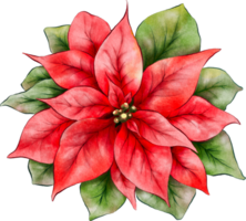 Christmas poinsettia flowers watercolor illustration png