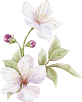 Cherry blossom bouquet watercolor illustration png