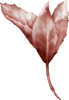 acquerello magenta le foglie di ciliegia fiori elemento png