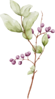 Berries branches watercolor illustration png