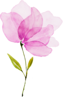 acquerello di fiori rosa png