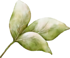 Aquarell Grün Blätter von Kirsche Blüten Element png