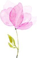 acquerello di fiori rosa png