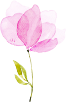 aquarelle fleur rose png