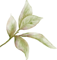 Aquarell Grün Blätter von Kirsche Blüten Element png