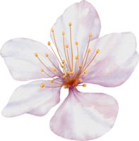 acquerello rosa ciliegia fiori fioritura elemento png