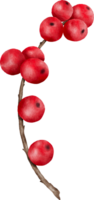 rot Beeren Geäst Aquarell Illustration png