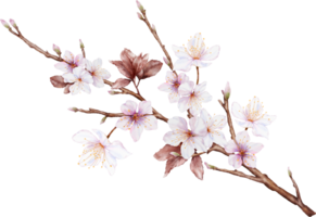 Aquarell Magenta Kirsche Blüten blühen auf das Geäst png