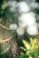 natural background. cobwebs in dew drops on a green plant photo