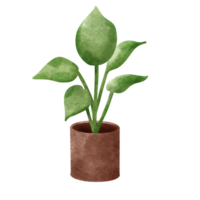 Houseplant elements on pottery. png