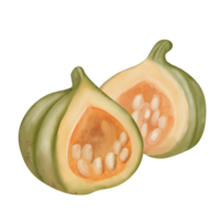 smörnöt squash vattenfärg hand dragen illustration png