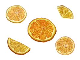 reeks van oranje plakjes, snijdend pad. droog oranje plak voor decoratie. fruit deel, citrus, mandarijn, rijp. waterverf illustratie voor verpakking ontwerp van schoonheidsmiddelen en voedsel. png