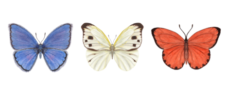 Set of watercolor different butterflies. Copper, scarce copper, pieridae. Blue, orange, white butterflies. Watercolor illustration for print, textile, wedding invitation. png