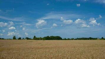 espaço de tempo do cena com trigo campo e nuvens dentro céu video