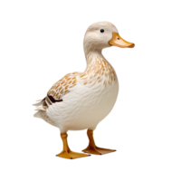 cute white poultry duck ai generative png