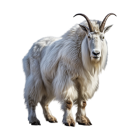 Mountain white goat animal ai generative png