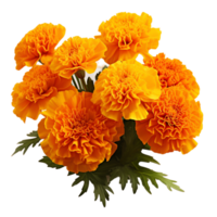 Marigold fresh flower ai generative png