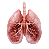 Human internal organ with lungs ai generative png