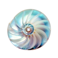 beautiful shiny pearly nautilus shell nautilus pompilius isolated seaside element with mother of pearl surface for your ocean, summer or wedding flatlays ai generative png