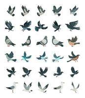 City birds collection. Birds in different poses. vector