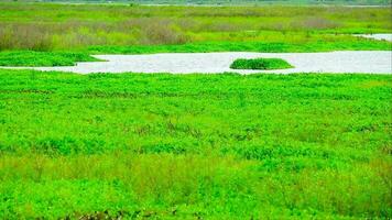 verde território dentro a reservatório mostra a água nível ser tão seco este Relva e ervas daninhas ter crescido para quase a inteira área video