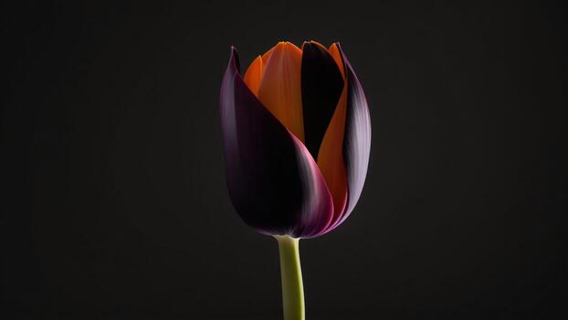 hermosa tulipán flor en negro fondo, de cerca. espacio para texto ai generado foto
